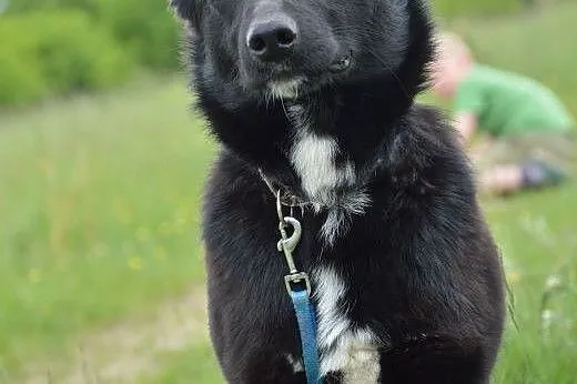 Kora, mieszkała przez kilka miesięcy w rowie. Jest
