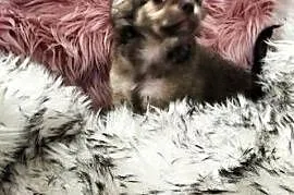 *** Gotowy Do Odbioru *** Długowłosy Chłopczyk Chihuahua ***