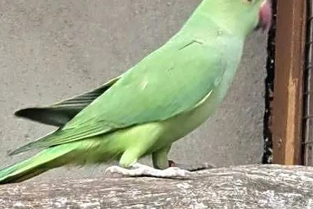 Sprzedam papugi aleksandretty obrożne, Wielkopolskie, Czajków
