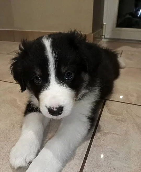 Border Collie, Warmińsko-mazurskie, Ełk