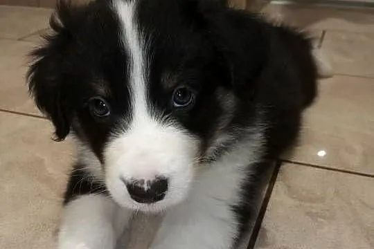 Border Collie, Warmińsko-mazurskie, Ełk