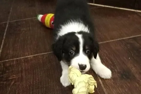 Border Collie, Warmińsko-mazurskie, Ełk