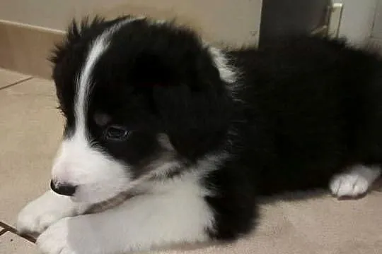 Border Collie, Warmińsko-mazurskie, Ełk