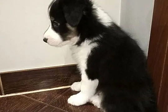 Border Collie, Warmińsko-mazurskie, Ełk