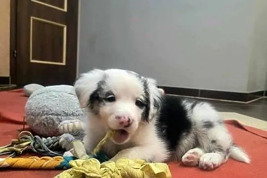 Border Collie, Warmińsko-mazurskie, Ełk