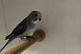Papugi Faliste BlackWing/Szpalt na BW.