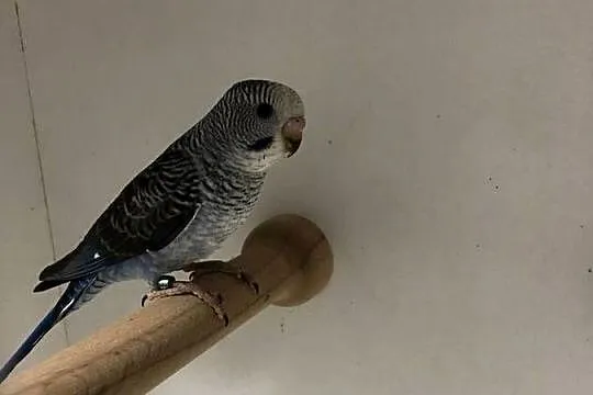 Papugi Faliste BlackWing/Szpalt na BW., Podkarpackie, Jedlicze