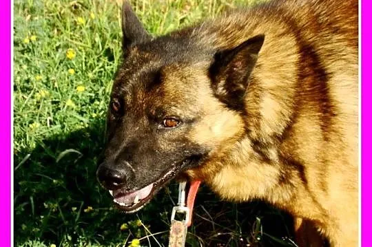 Pies ORO w typie szpica,łagodny,przyjazny,spokojny_Adopcja