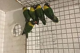 Papużki nierozłączki czarnogłowe, Wieliczka