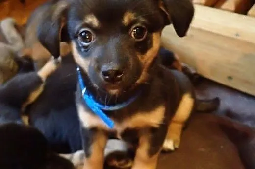 Basia - szczeniak do adopcji,  mazowieckie Warszawa