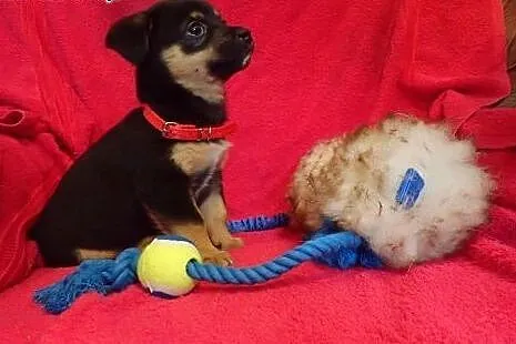 Basia - szczeniak do adopcji,  mazowieckie Warszaw