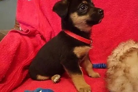 Basia - szczeniak do adopcji,  mazowieckie Warszaw