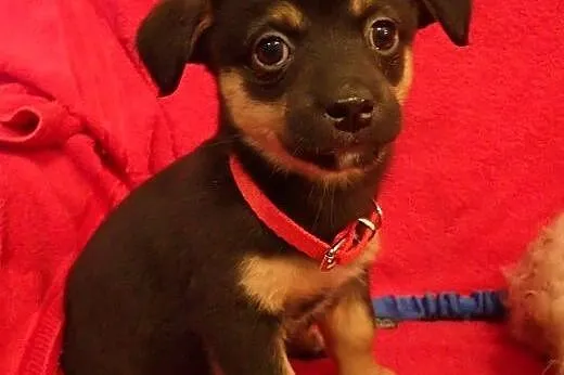 Basia - szczeniak do adopcji,  mazowieckie Warszaw