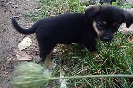 Basia - szczeniak do adopcji,  mazowieckie Warszaw