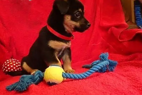 Basia - szczeniak do adopcji,  mazowieckie Warszaw