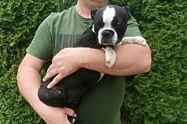 Pies Suczka Boston Terrier Szczeniak Sunia 4 miesiące Szuka nowego Domu