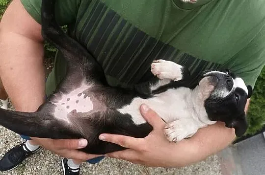 Pies Suczka Boston Terrier Szczeniak Sunia 4 miesiące Szuka nowego Domu, Wielkopolskie, Grodzisk Wielkopolski