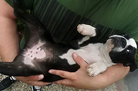 Pies Suczka Boston Terrier Szczeniak Sunia 4 miesiące Szuka nowego Domu, Wielkopolskie, Grodzisk Wielkopolski