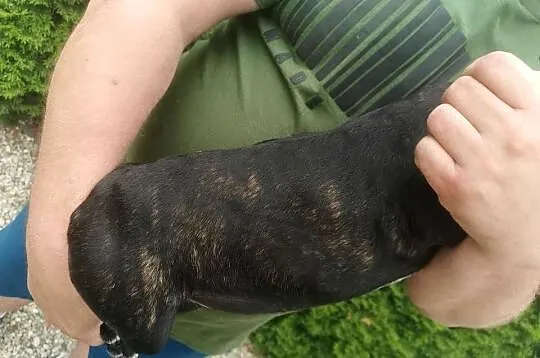 Pies Suczka Boston Terrier Szczeniak Sunia 4 miesiące Szuka nowego Domu, Wielkopolskie, Grodzisk Wielkopolski