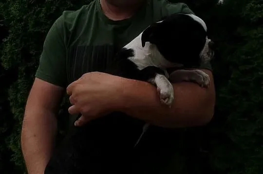 Pies Suczka Boston Terrier Szczeniak Sunia 4 miesiące Szuka nowego Domu, Wielkopolskie, Grodzisk Wielkopolski