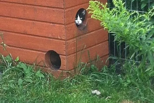 Ada pilnie potrzebuje domu, gaśnie w azyluR