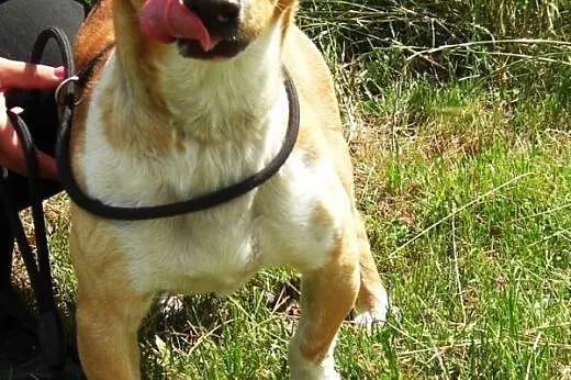 Koralik młodziutki, energiczny mix terrier szuka d