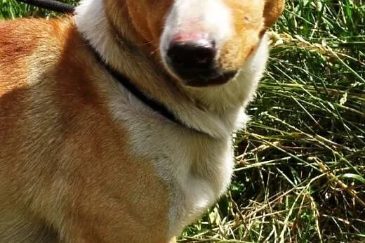Koralik młodziutki, energiczny mix terrier szuka d
