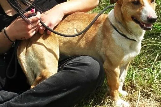 Koralik młodziutki, energiczny mix terrier szuka d