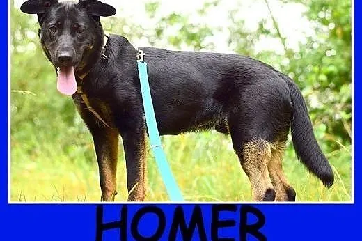 Kochany HOMER,średni 23 kg,młody,łagodny,mądry psi