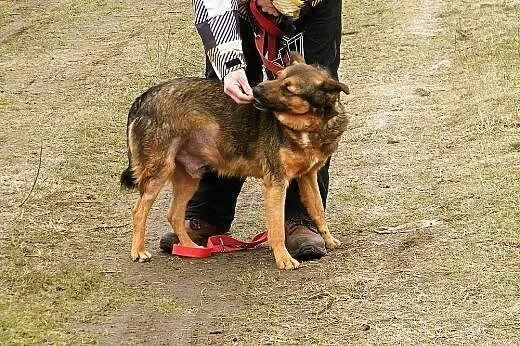 Radosny, średniej wielkości Dinek szuka nowego dom