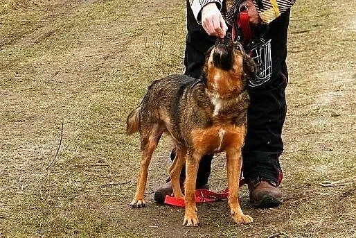 Radosny, średniej wielkości Dinek szuka nowego dom