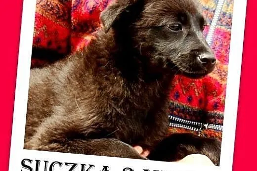3 mies. szczeniak,średnia suczka CZARNA  MI,szczepiona.ADOPCJA,  małopolskie Kraków