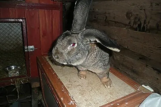 SAMIEC BOS Z rodowodem