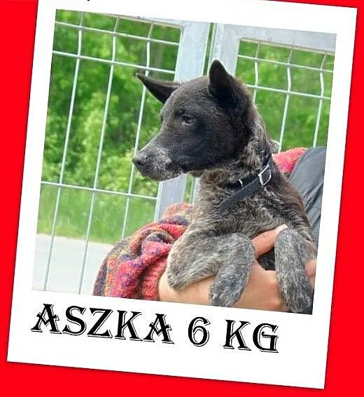 Uratuj przerażoną,małą,łagodną suczkę ASZKĘ ze sch