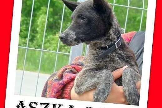 Uratuj przerażoną,małą,łagodną suczkę ASZKĘ ze sch
