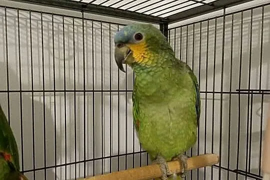 Papugi amazonki niebieskoczelne parka, Mazowieckie, Wyszków