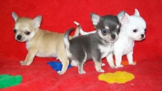 Przepiękne szczenięta chihuahua gotowe do sprzedaży w nowych domach