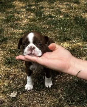 Szczenięta rasy Boston Terrier | Zarejestrowane w Kennel Club, , Konstancin-Jeziorna
