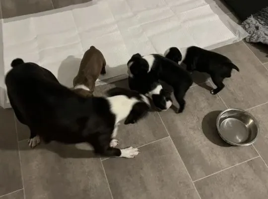 Szczenięta rasy Boston Terrier | Zarejestrowane w Kennel Club, , Konstancin-Jeziorna
