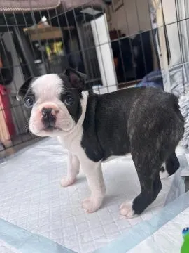 Szczenięta rasy Boston Terrier | Zarejestrowane w Kennel Club