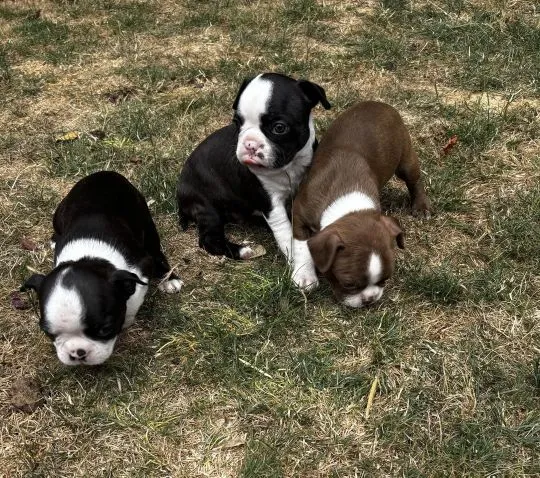 Szczenięta rasy Boston Terrier | Zarejestrowane w Kennel Club, , Konstancin-Jeziorna