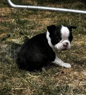 Szczenięta rasy Boston Terrier | Zarejestrowane w Kennel Club, , Konstancin-Jeziorna