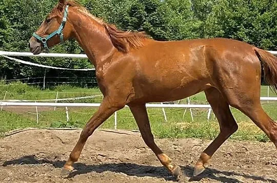 Źrebna klacz rasy xx po karierze wyścigowej - na sprzedaż, , Zielina