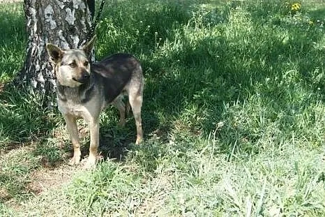 Tosia - mała, młodziutka suczka szuka kochającego 