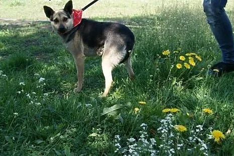 Tosia - mała, młodziutka suczka szuka kochającego 