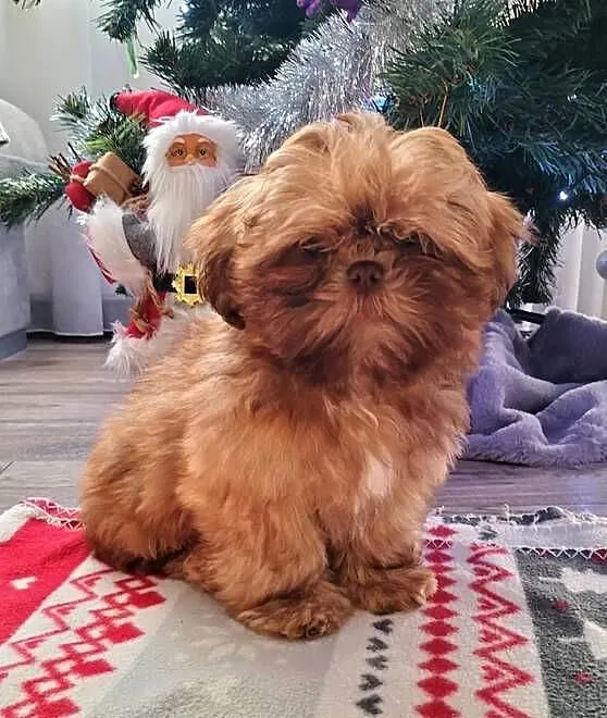 Piękny Shih Tzu, Łódzkie, Wiączyń Dolny
