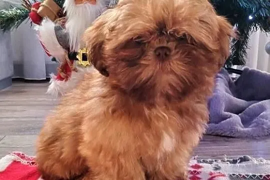 Piękny Shih Tzu, Łódzkie, Wiączyń Dolny