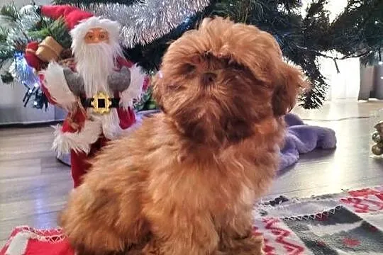 Piękny Shih Tzu, Łódzkie, Wiączyń Dolny