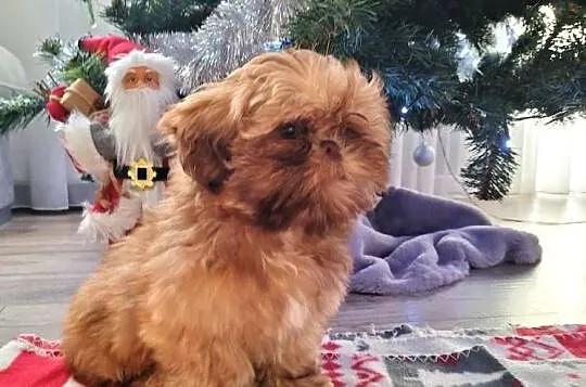 Piękny Shih Tzu, Łódzkie, Wiączyń Dolny