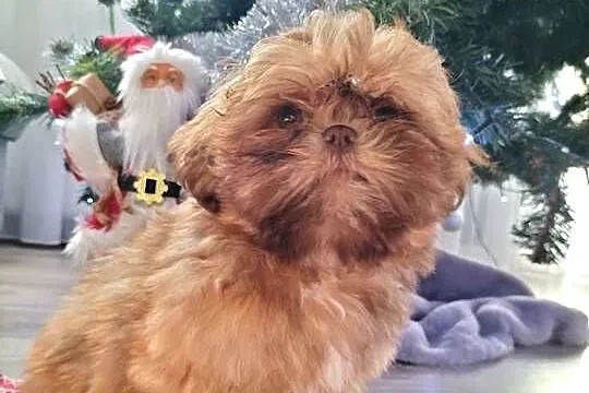 Piękny Shih Tzu, Łódzkie, Wiączyń Dolny